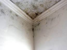 Best Commercial Mold Inspection  in Edgewood, WA